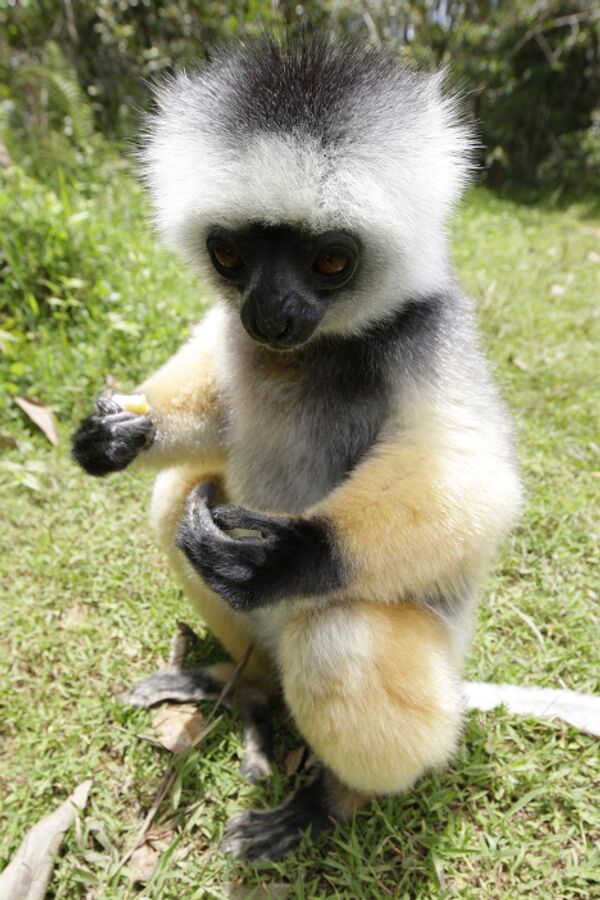 The Sifaka primate, also known as “dancing lemur” - Sputnik International