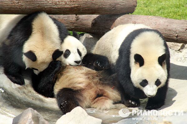 Giant pandas on tour: 14 hours for food and 10 for games and sleep - Sputnik International