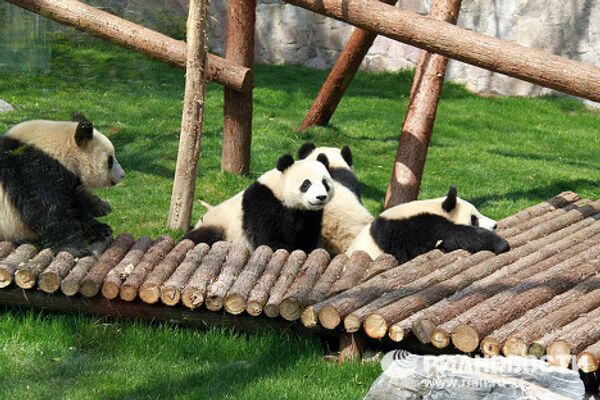 Giant pandas on tour: 14 hours for food and 10 for games and sleep - Sputnik International