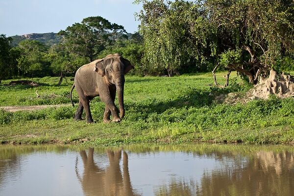 Yala National Park in Sri Lanka: a paradise for tourists, a blessing for scientists  - Sputnik International