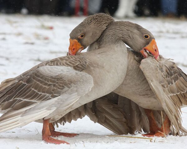 Village geese head for showdown  - Sputnik International