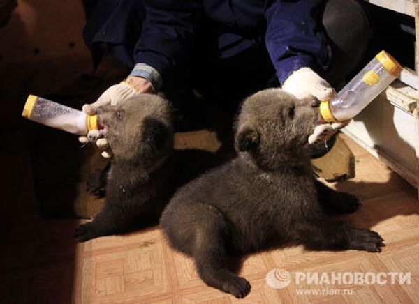 Bear nurses: International Fund for Animal Welfare team rescues bear cubs - Sputnik International
