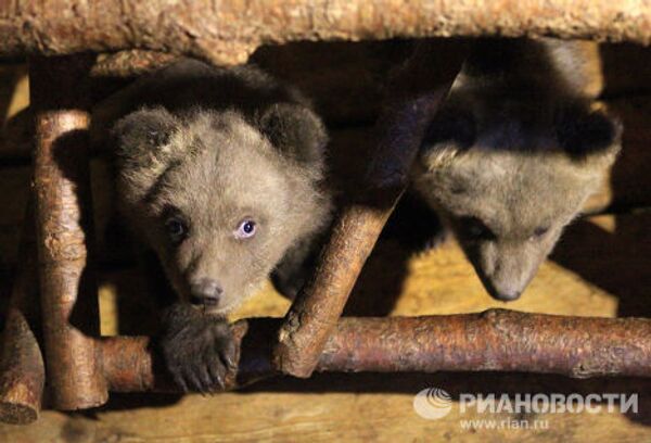 Bear nurses: International Fund for Animal Welfare team rescues bear cubs - Sputnik International