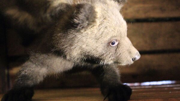 A bear cub - Sputnik International