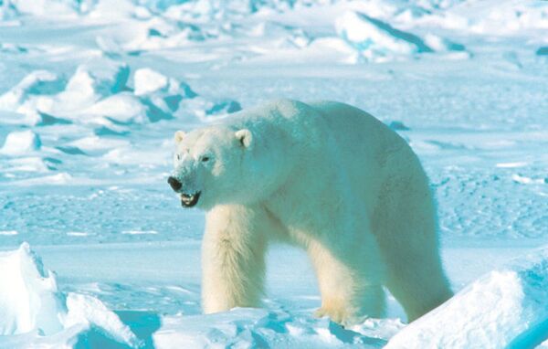 Russian Geographical Society to organize polar bear expedition - Sputnik International
