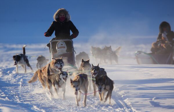 Marathon dog sled race in Russia's Chukotka delayed by blizzard - Sputnik International