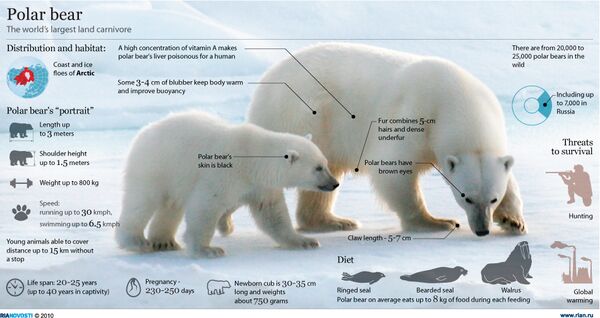 Polar bear - Sputnik International