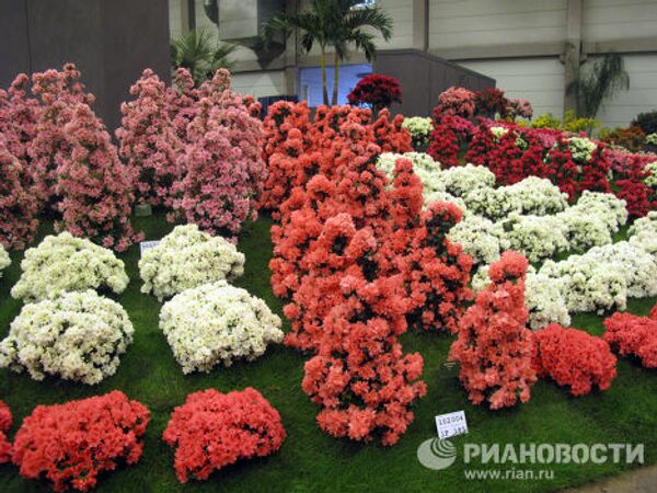 Floral delights at Floralies of Ghent - Sputnik International