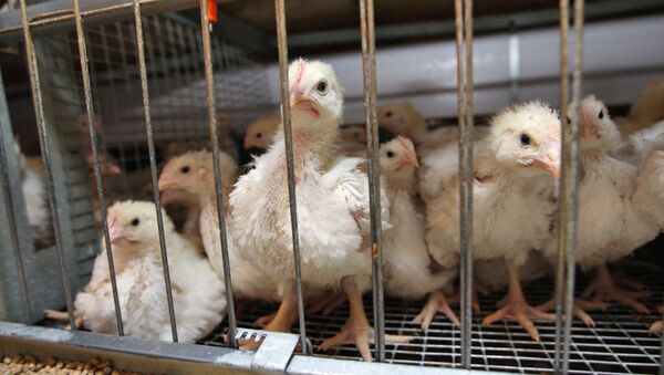 Russia might impose restrictions on US poultry imports - Sputnik International