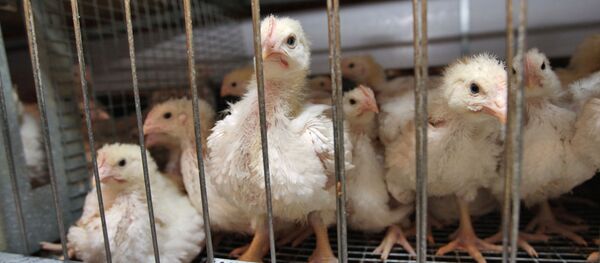 Poultry Poultry - Sputnik International