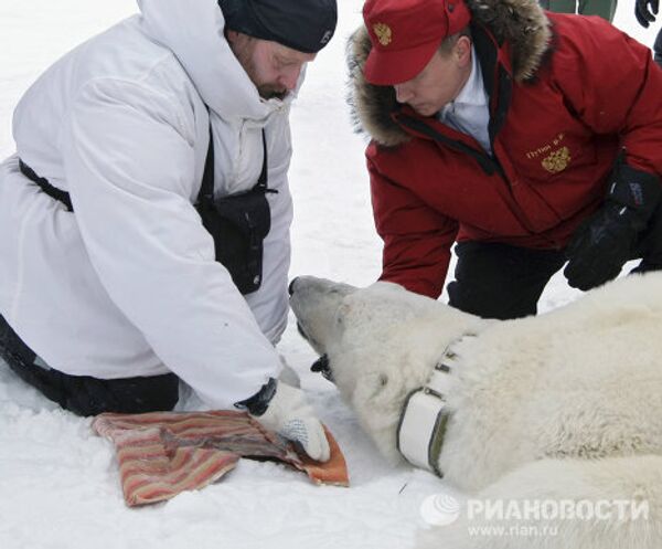 Putin and the polar bear on Franz Josef Land - Sputnik International