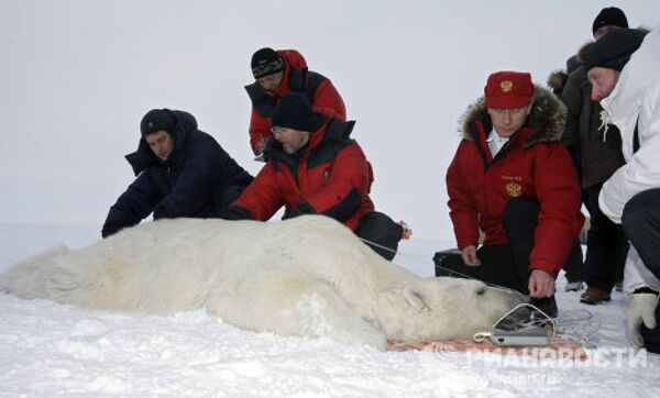 Putin and the polar bear on Franz Josef Land - Sputnik International