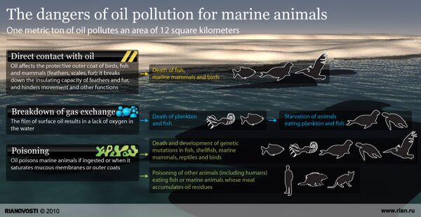 How oil spills endanger sea life - Sputnik International