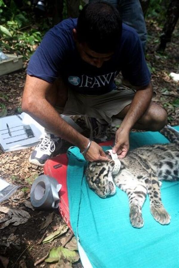 Reintroducing leopard cubs to the wild - Sputnik International