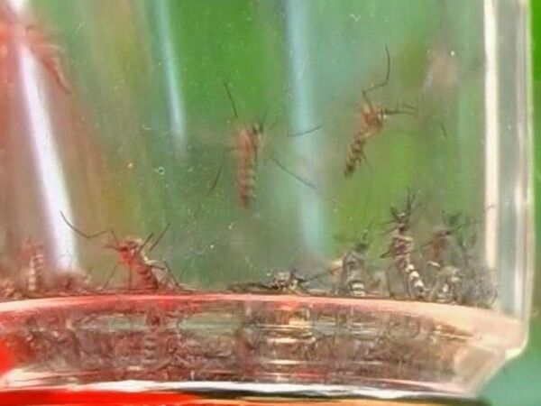 Invention of the mosquito destroyer - Sputnik International