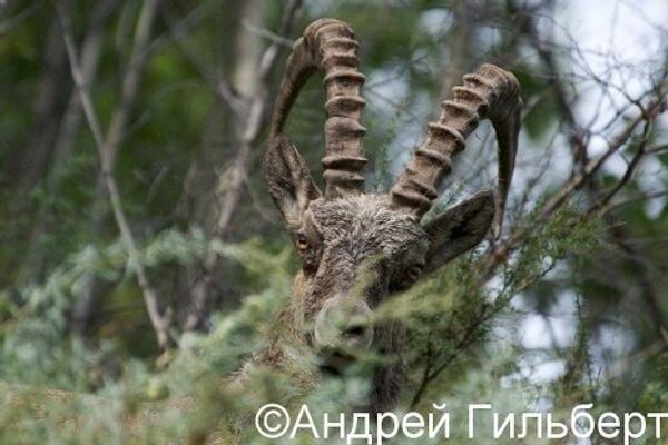 Wildlife in the Sayano-Shushensky Nature Reserve - Sputnik International