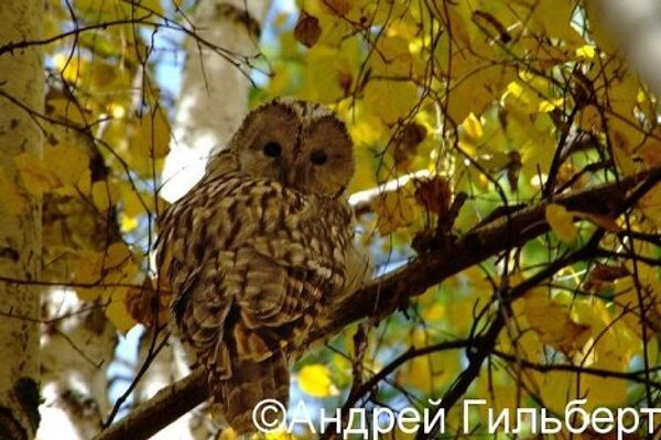 Wildlife in the Sayano-Shushensky Nature Reserve - Sputnik International