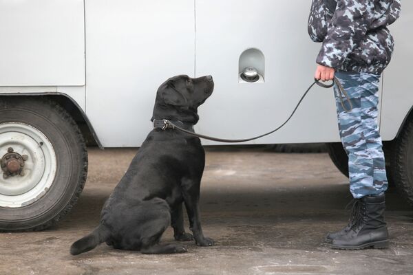 Moldova Orders Police Dogs to Change Command Language - Sputnik International