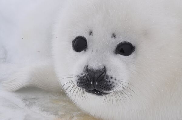 Pamela Anderson asks Russia's Putin to ban imports of Canadian baby seal fur  - Sputnik International