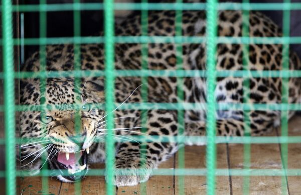 Persian leopard. Archive - Sputnik International