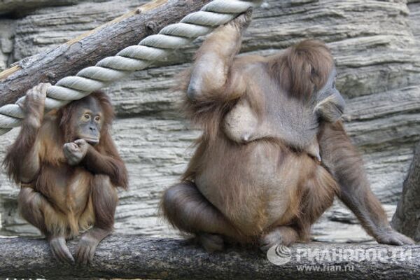 Moscow Zoo: unique animal world in the city center  - Sputnik International