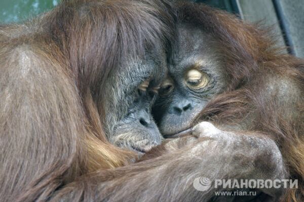 Moscow Zoo: unique animal world in the city center  - Sputnik International