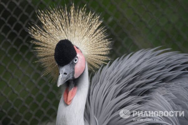 Moscow Zoo: unique animal world in the city center  - Sputnik International