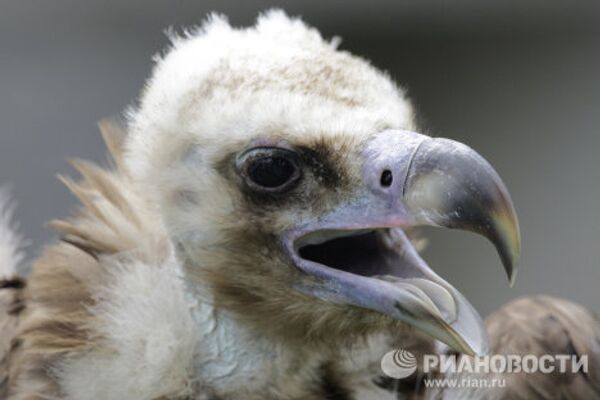 Moscow Zoo: unique animal world in the city center  - Sputnik International