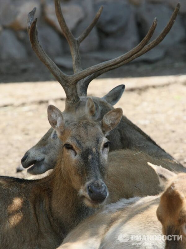 Moscow Zoo: unique animal world in the city center  - Sputnik International