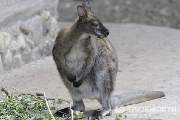 Moscow Zoo: unique animal world in the city center  - Sputnik International