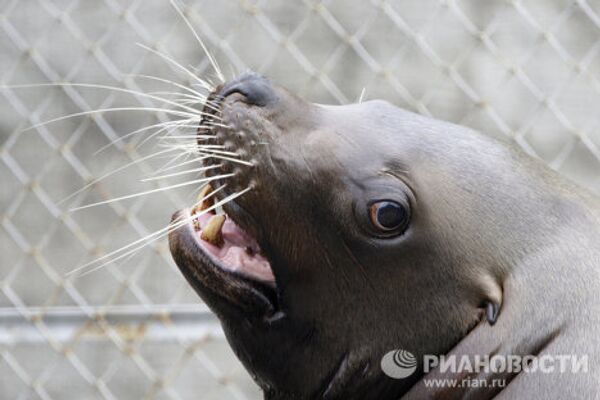 Moscow Zoo: unique animal world in the city center  - Sputnik International