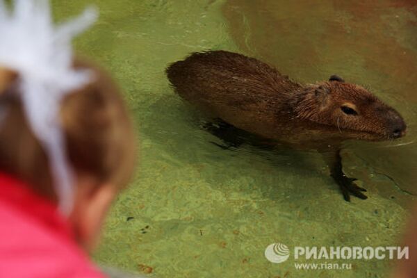 Moscow Zoo: unique animal world in the city center  - Sputnik International