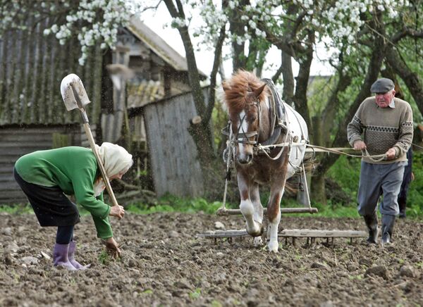 Preparing a field for planting potatoes - Sputnik International