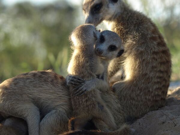 Meerkat routine: Early to bed, early to rise?  - Sputnik International