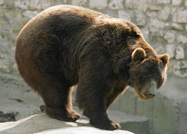 Wild bear - Sputnik International