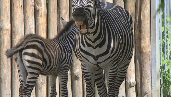 Zebra in Kiev Zoo - Sputnik International