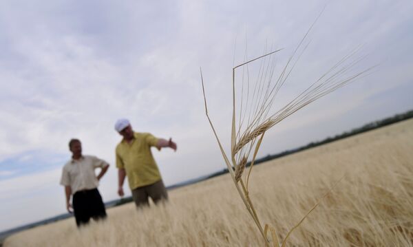  Summer heat wave may destroy crops in southern Russia - Sputnik International