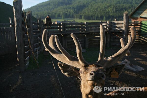 The Altai Maral, the deer with the most valuable antlers - Sputnik International