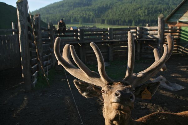 The Altai Maral, the deer with the most valuable antlers - Sputnik International