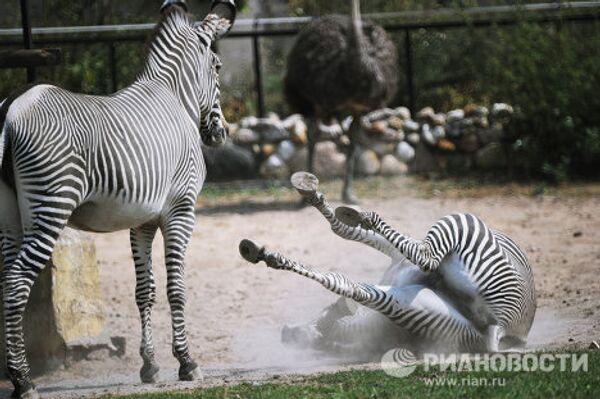 Siesta time at Moscow Zoo - Sputnik International