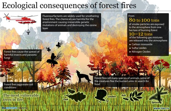 Ecological consequences of forest fires - Sputnik International