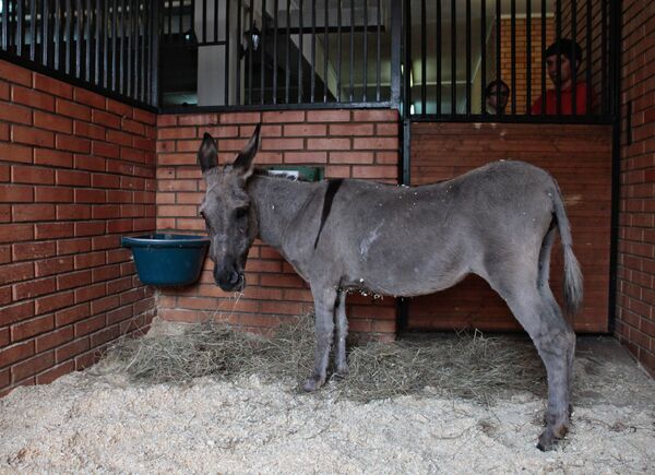 Parasailing donkey at Kremlin equestrian school - Sputnik International