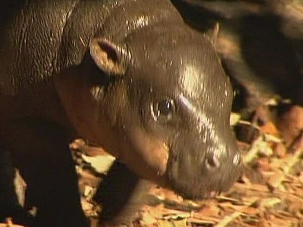 Kambiri: Australia's youngest pygmy hippo calf made her public debut - Sputnik International
