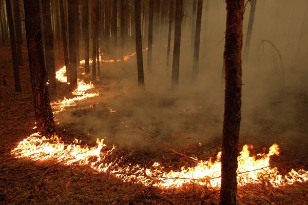 Wildfires are raging in 22 Russian regions. - Sputnik International