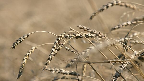 Russia may revise ban on exports of grain after crop harvest - Sputnik International