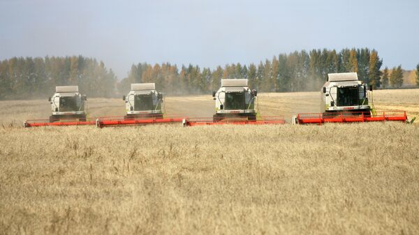 Wheat harvesting in Russia - Sputnik International