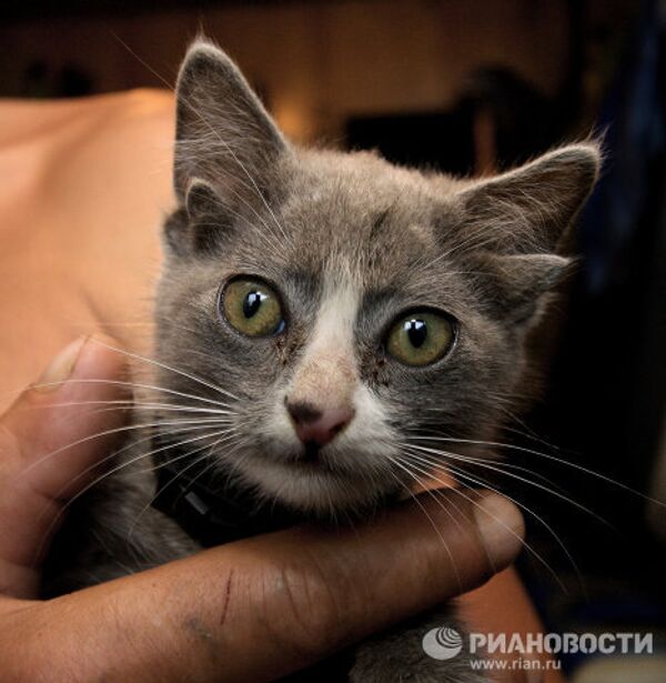 Luntic: miraculous kitten with four ears in Russia’s Far East - Sputnik International
