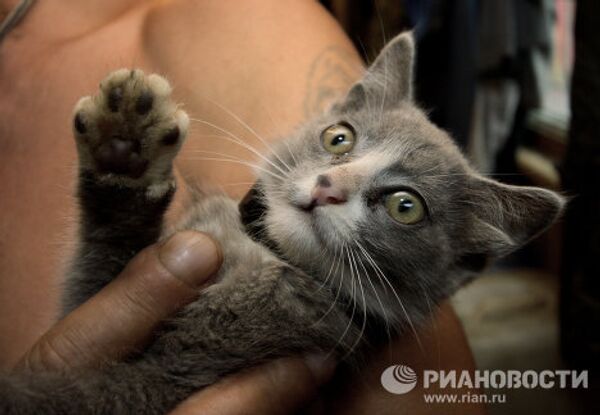 Luntic: miraculous kitten with four ears in Russia’s Far East - Sputnik International