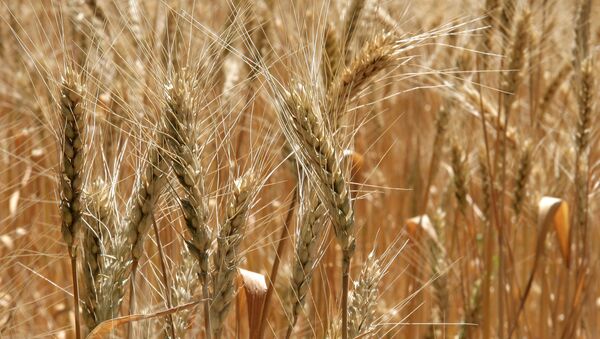 A wheat field in Russia - Sputnik International