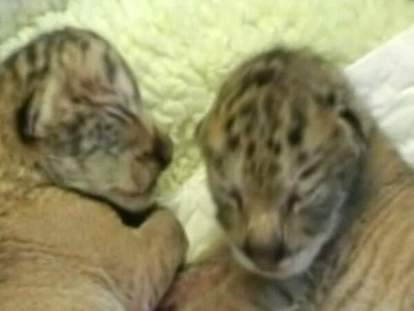 Baby ligers cubs - Sputnik International